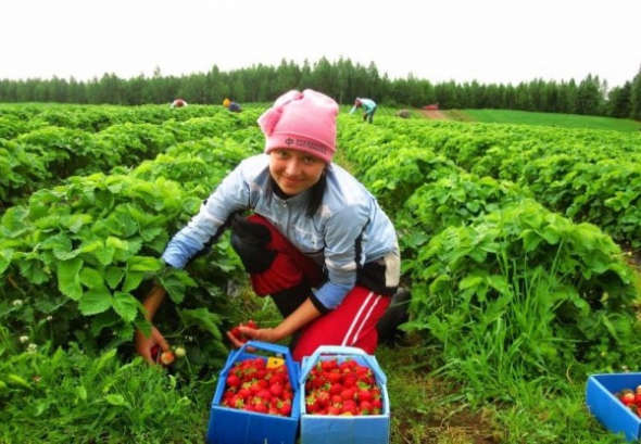 В Финляндии можно собирать урожай на полях и в теплицах.