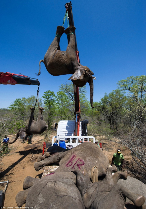 Четырехтонным слонам дали успокоительное и подняли кранами на грузовики 