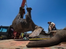 Четырехтонным слонам дали успокоительное и подняли кранами на грузовики 