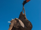 Чотиритонним слонам дали заспокійливе і підняли кранами на вантажівки