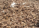 Гори кісток та трупів тварин гниють на території костомельного заводу у Ковелі