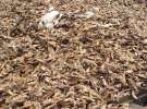 Горы костей и трупов животных гниют на территории костомельного завода в Ковеле