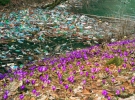 Весной в Закарпатье зацветают крокусы и выныривают из-под снега горы мусора