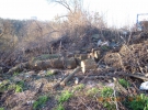 Спилили деревья на горе Хоревице