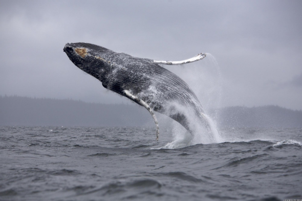 Сині кити є одними з найгучніших тварин на Землі