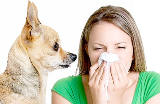 Алергія на собак активізується навесні