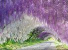 Цветочный тоннель цветет раз в год