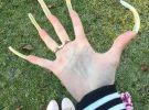 16-летняя Симона Тейлор из Германии отрастила ногти длиной около 10 см