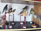 Пенсіонер Анатолій Бойченко    зібрав колекцію чучел тварин і птахів.   Всього -  близько 220 експонатів