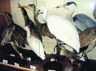 Пенсіонер Анатолій Бойченко    зібрав колекцію чучел тварин і птахів.   Всього -  близько 220 експонатів