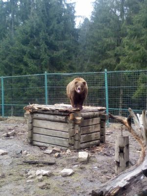 Бурий ведмідь гуляє у вольєрі центру реабілітації у Міжгір'ї на Закарпатті. Більшість тварин виступали в цирку або жили у людей