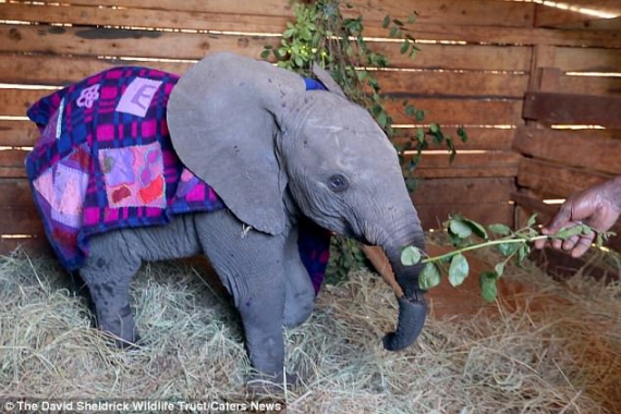 Волонтери врятували слоненя з перебитим хоботом