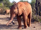 Волонтери врятували слоненя з перебитим хоботом