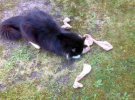 Кот крадет соседское белье