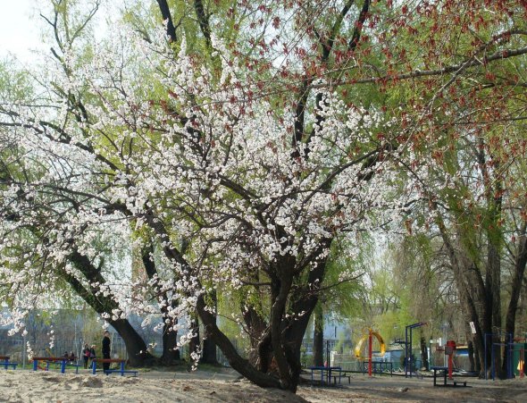 Волшебная природа и деревья в цвету возле озера Тельбин