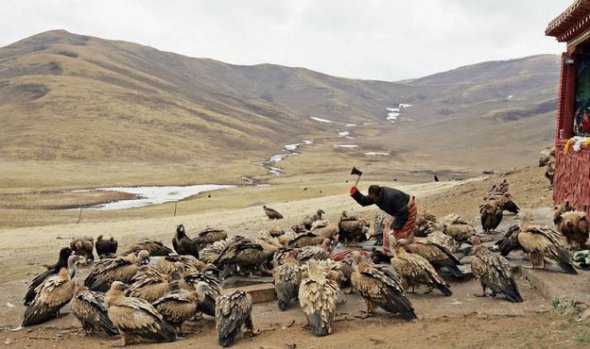 Традиционные участники тибетских похорон - птицы 