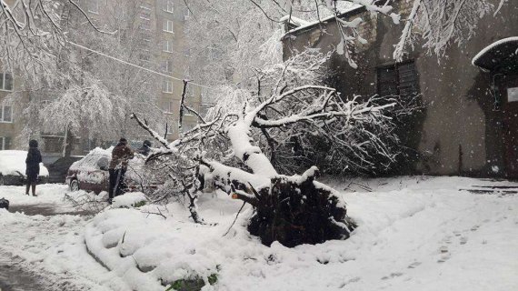 Негода в Харкові: повалені понад 700 дерев, знеструмлені тисячі будинків