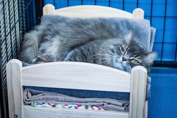Для котів зробили спеціальні ліжка