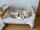 Для кошек сделали специальные кровати