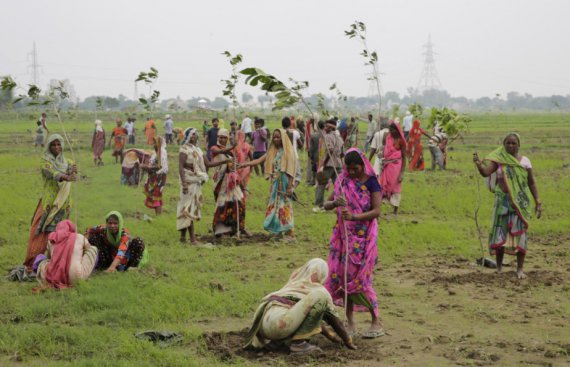 В Индии посадили 50 млн. деревьев