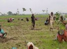 В Индии посадили 50 млн. деревьев