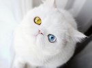 Кошеня має різнокольорові очі через генетичну особливість