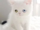 Кошеня має різнокольорові очі через генетичну особливість