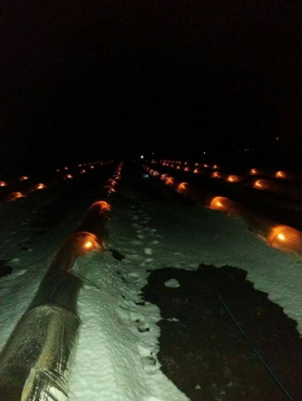 Одеські дині й кавуни свічками гріли від морозу
