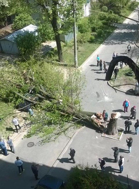 На ул. Тропинина в Киеве дерево разбило автомобиль