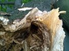 На ул. Тропинина в Киеве дерево разбило автомобиль