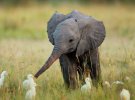 Слоненята не відходять далеко від матері
