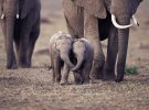 Слоненята не відходять далеко від матері