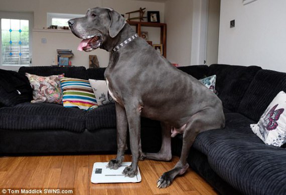 Гігантська собака важить, як слоненя