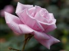У розарії зібрали майже 300 сортів троянд