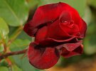 У розарії зібрали майже 300 сортів троянд