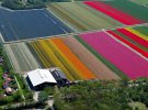 Фотограф Норман Сезкоп зробив з літака знімки квітучих полів тюльпанів