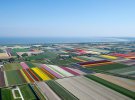 Фотограф Норман Сезкоп совершил с самолета снимки цветущих полей тюльпанов