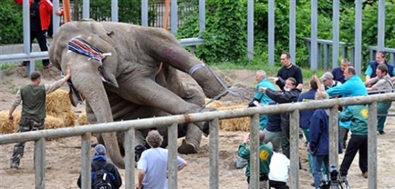 Бою роблять педікюр.