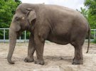 Самый большой азиатский слон Бой.