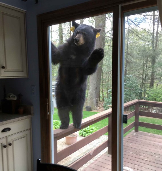 Ведмідь намагався вдертися в будинок до літньої американки