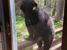 Медведь пытался вломиться в дом к пожилой американке