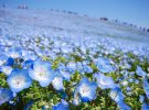 4,5 мільйони рідкісних квітів зробили поле блакитним