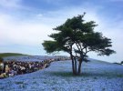 4,5 мільйони рідкісних квітів зробили поле блакитним