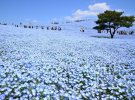 4,5 миллиона редких цветов сделали поле голубым