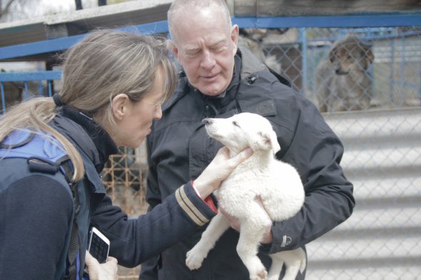 Притулку для тварин в Пирогово потрібна допомога 