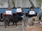 Приюту для животных в Пирогово нужна помощь
