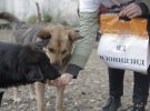 Притулку для тварин в Пирогово потрібна допомога 