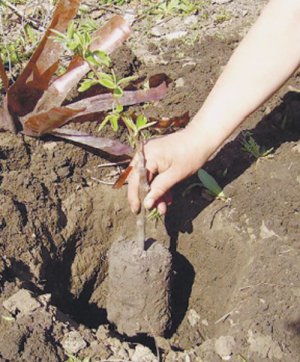 Грушу садять у яму діаметром 80–90 сантиметрів, завглибшки 60. Час висаджування — весна або середина осені