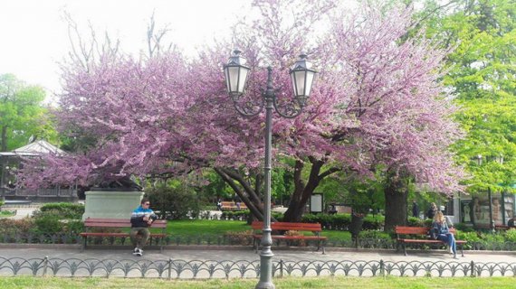 В Одесі почали цвісти дивовижної краси Юдині дерева.