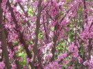 В Одесі почали цвісти дивовижної краси Юдині дерева.